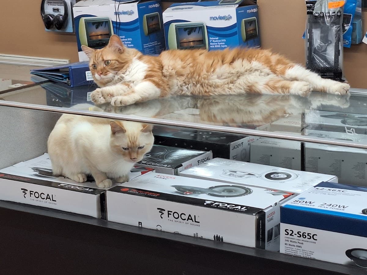 Audio Underground car audio shop in Johnson City, Tennessee photo 3